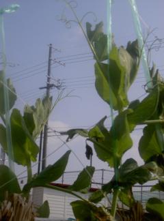 ���餿�����ΤӤƤ�������ɤ��ޤ�