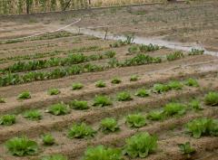 ���夬��ΤϤ����������ᤢ����ΤϤ���