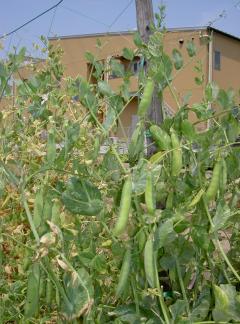 ����ɤ�Ʀ�����٤����Ǥ����ʤ���ɤ��ޤ᤬���٤����Ǥ�����