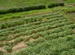 פ֤Ȫξ󡡡Ҥ֤ΤϤ礦ۤ