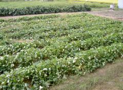 ��Ȫ����������Ф���