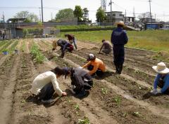 ����Ŀ�����������Τʤ�����