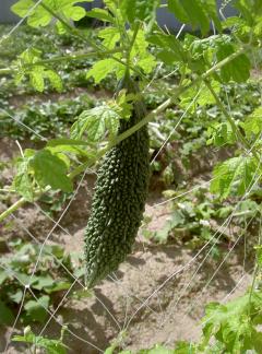 �����䤬��äƤ��ޤ���