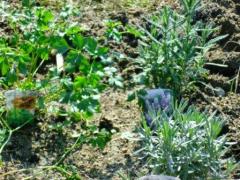 �ϡ��֤򿢤��ޤ�����