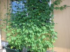 ����������褱ê��Ȫ�ǤϤʤ��Ǥ�����������